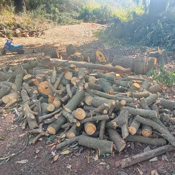 Firewood - 2 Piles
