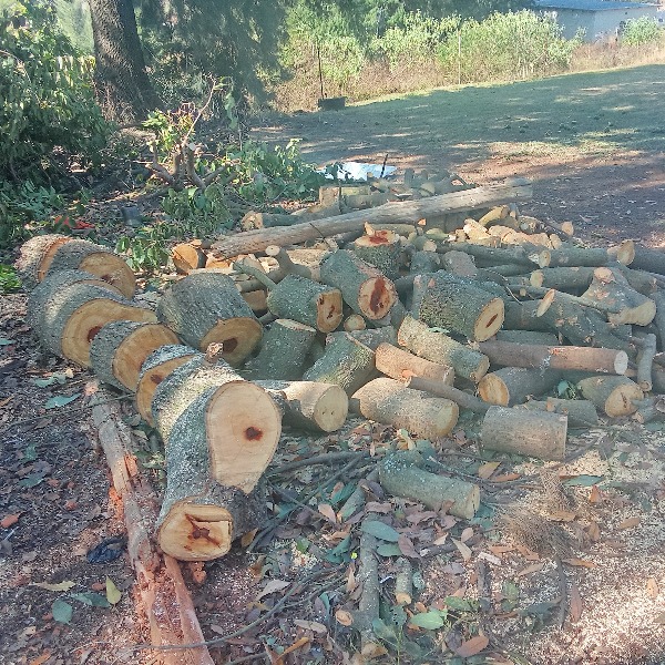 Firewood - 2 Piles