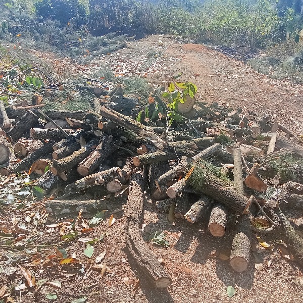 Firewood - 2 Piles