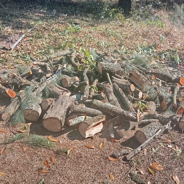 Firewood - 2 Piles