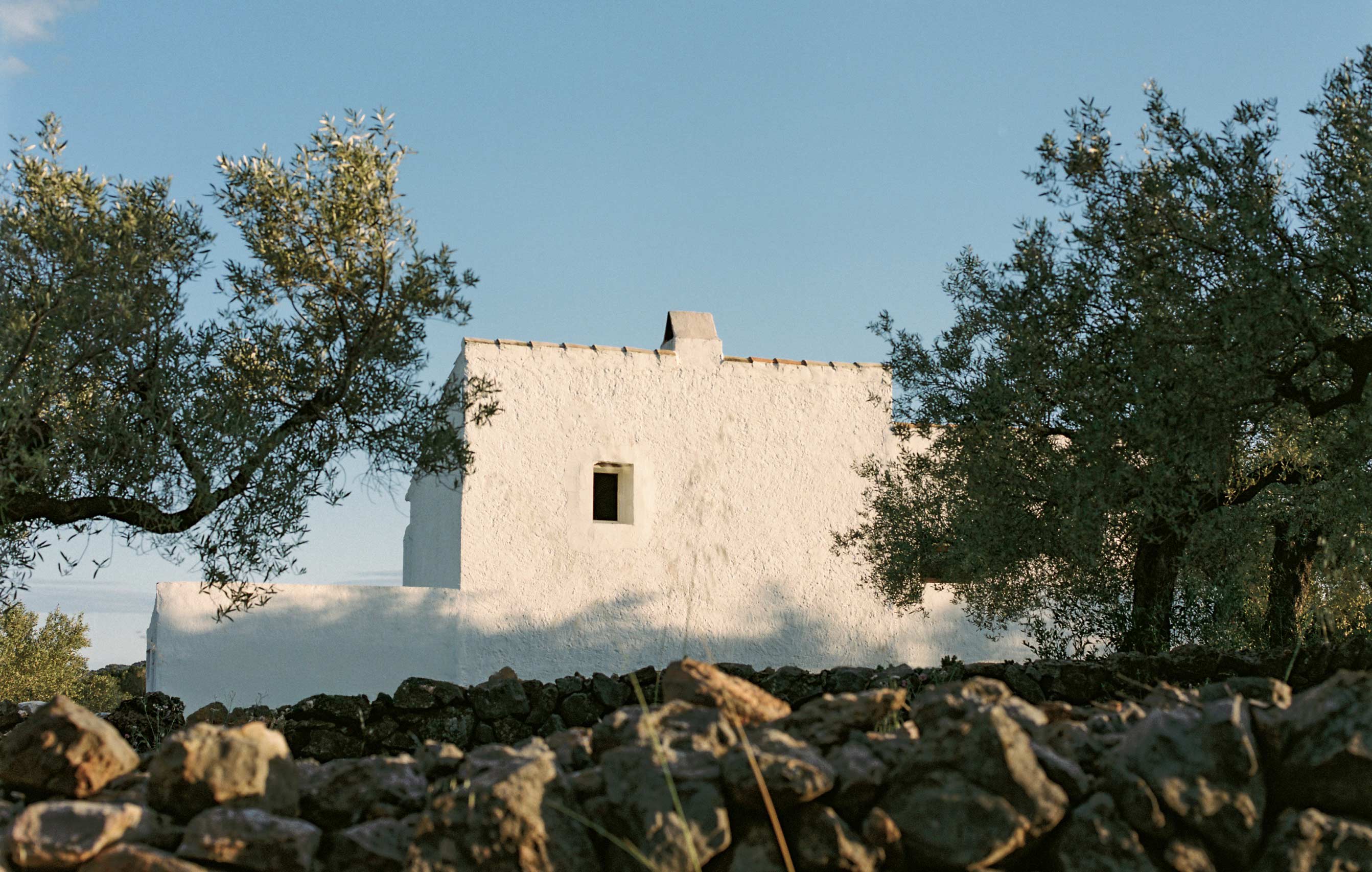 Among olive trees