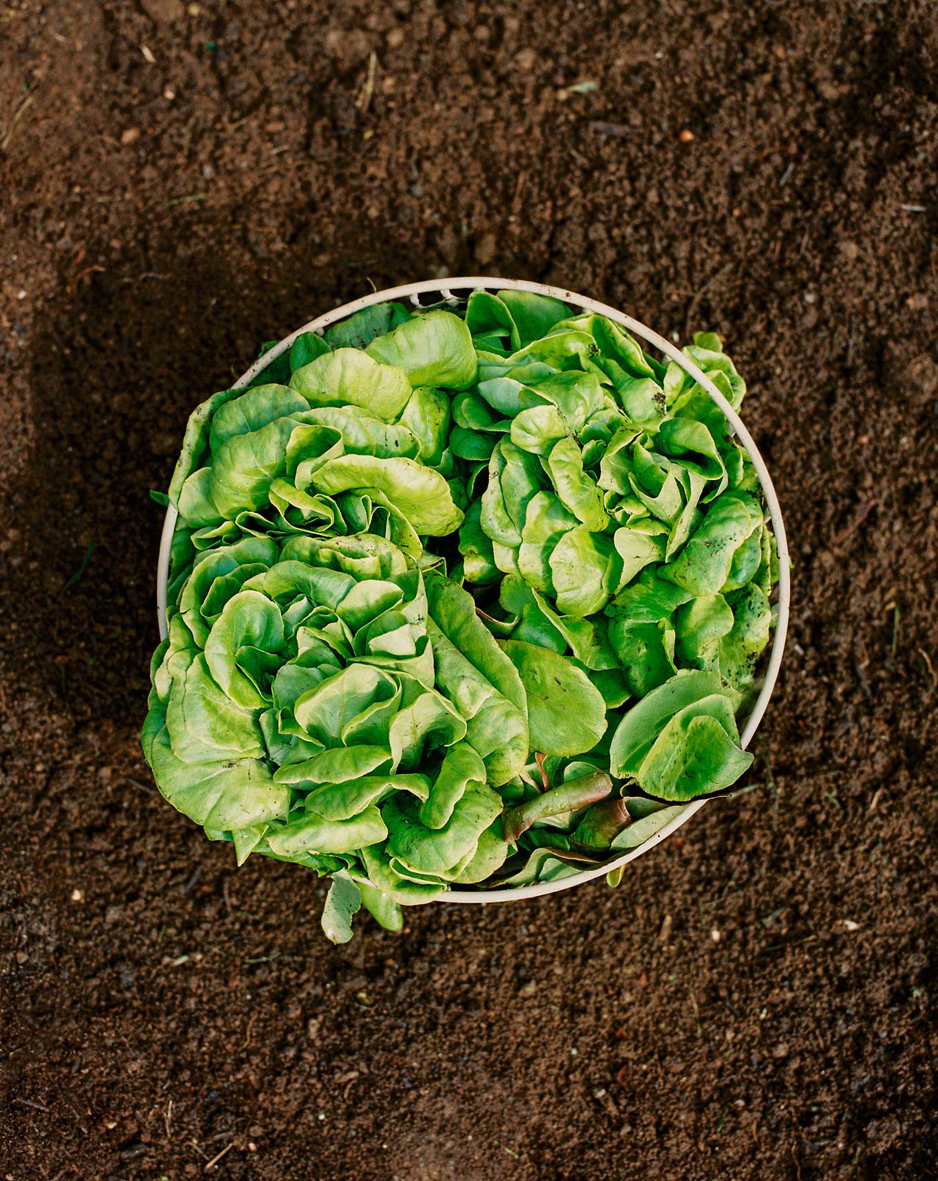 KITCHENWARE STUDIO - Cestas de alambre con base antideslizante