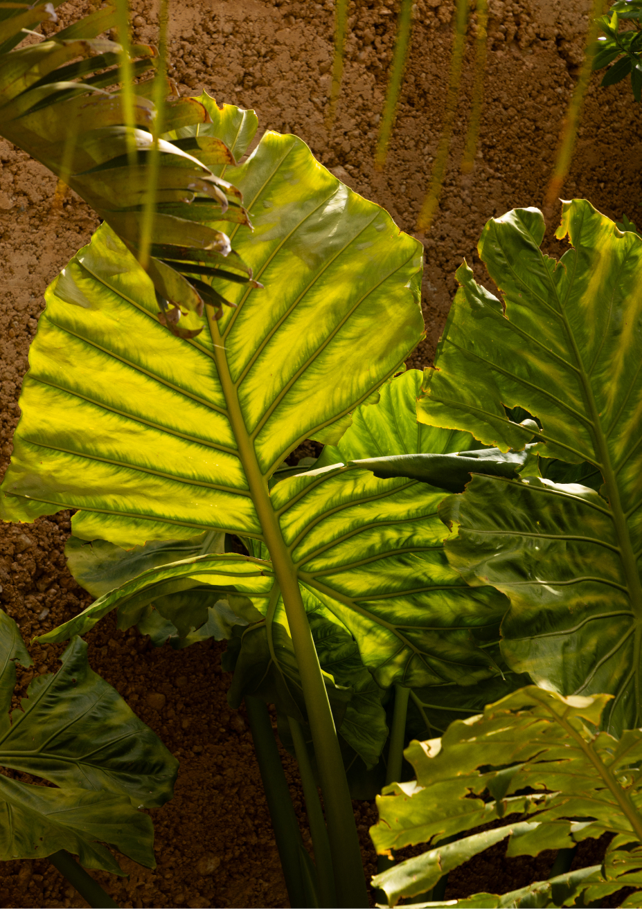 Der Stuhl Aras setzt auf ein verchromtes Finish, das seine Rolle als zentrales Element in jedem Raum unterstreicht. Besonders an diesem Material ist, dass es die Farben der Umgebung subtil widerspiegelt.