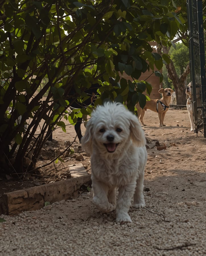 Centro Canino do Algarve