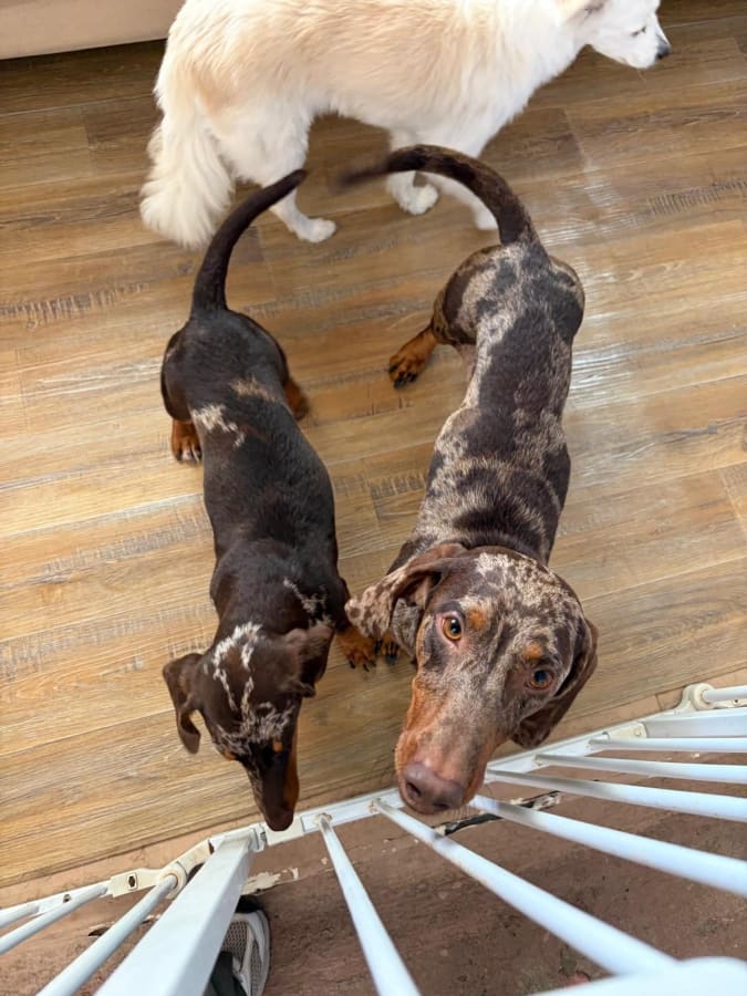 PawRetreat - Hotel canino — foto 2