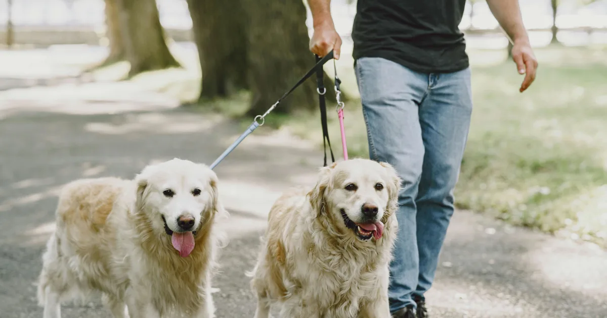 How to make dog walks more fun — for you and your dog