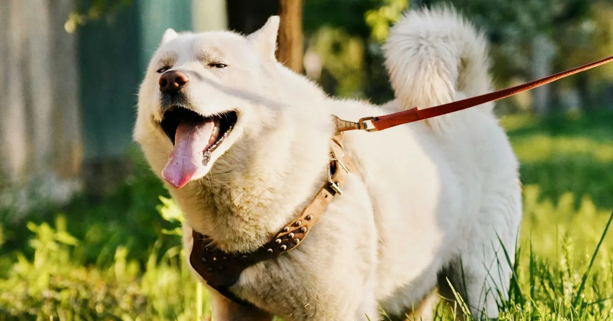 Why your dog walks the same route every day (and why that's a problem worth fixing)