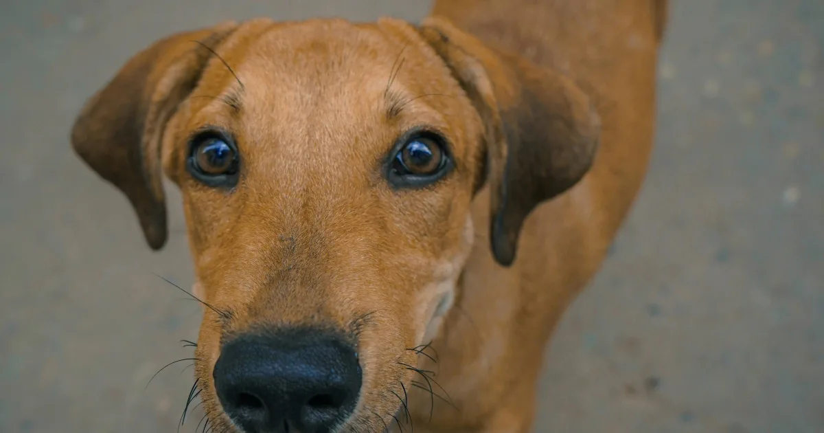 The best games for dog owners in 2025