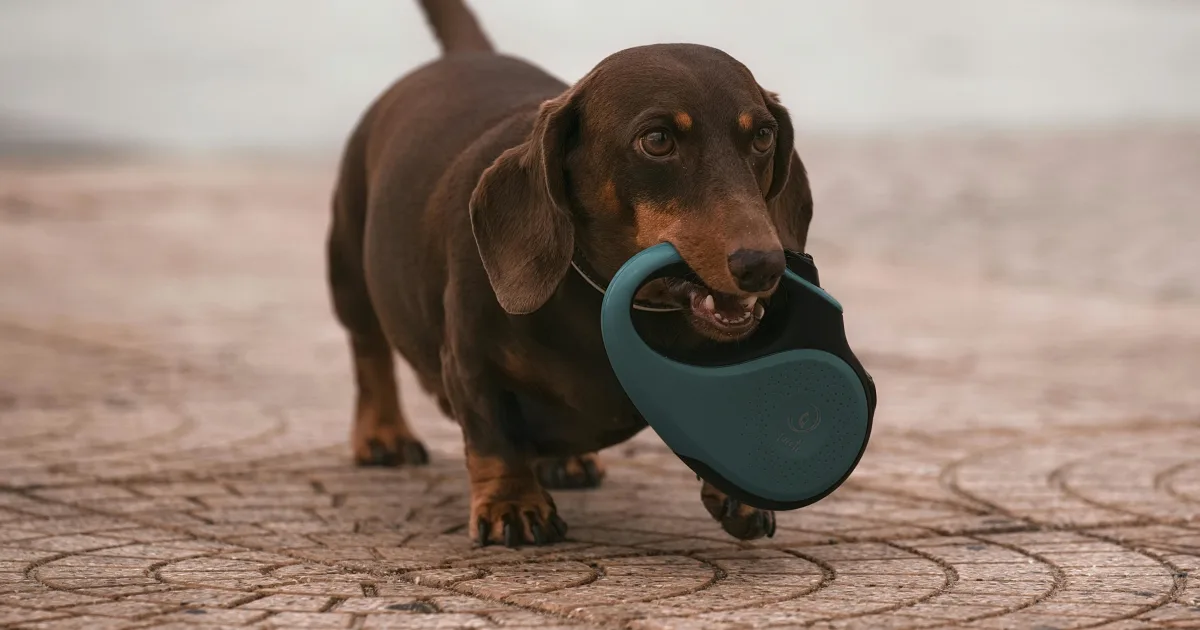 The app that finally made me consistent with dog walks