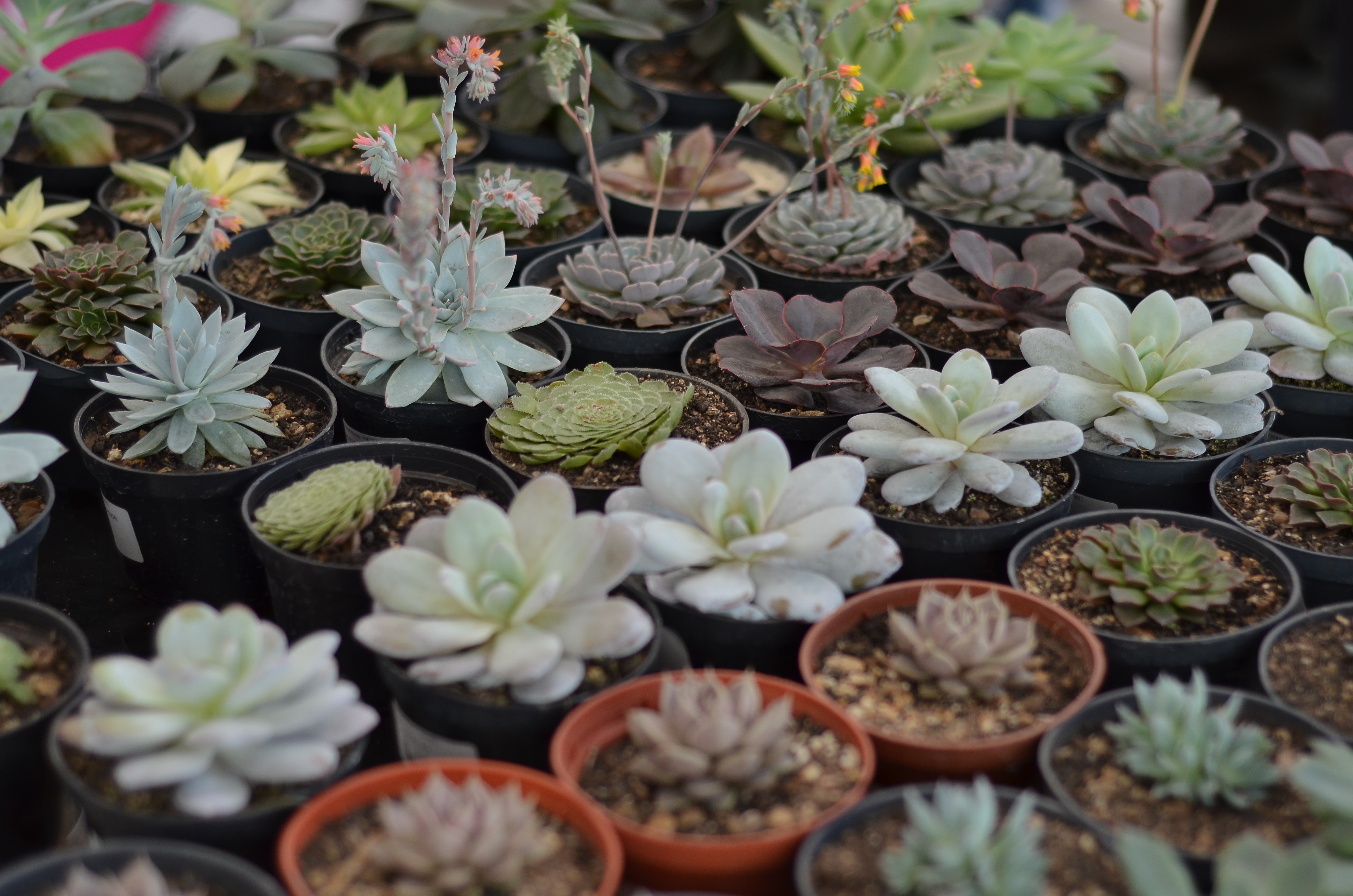 How to buy Faux Plants