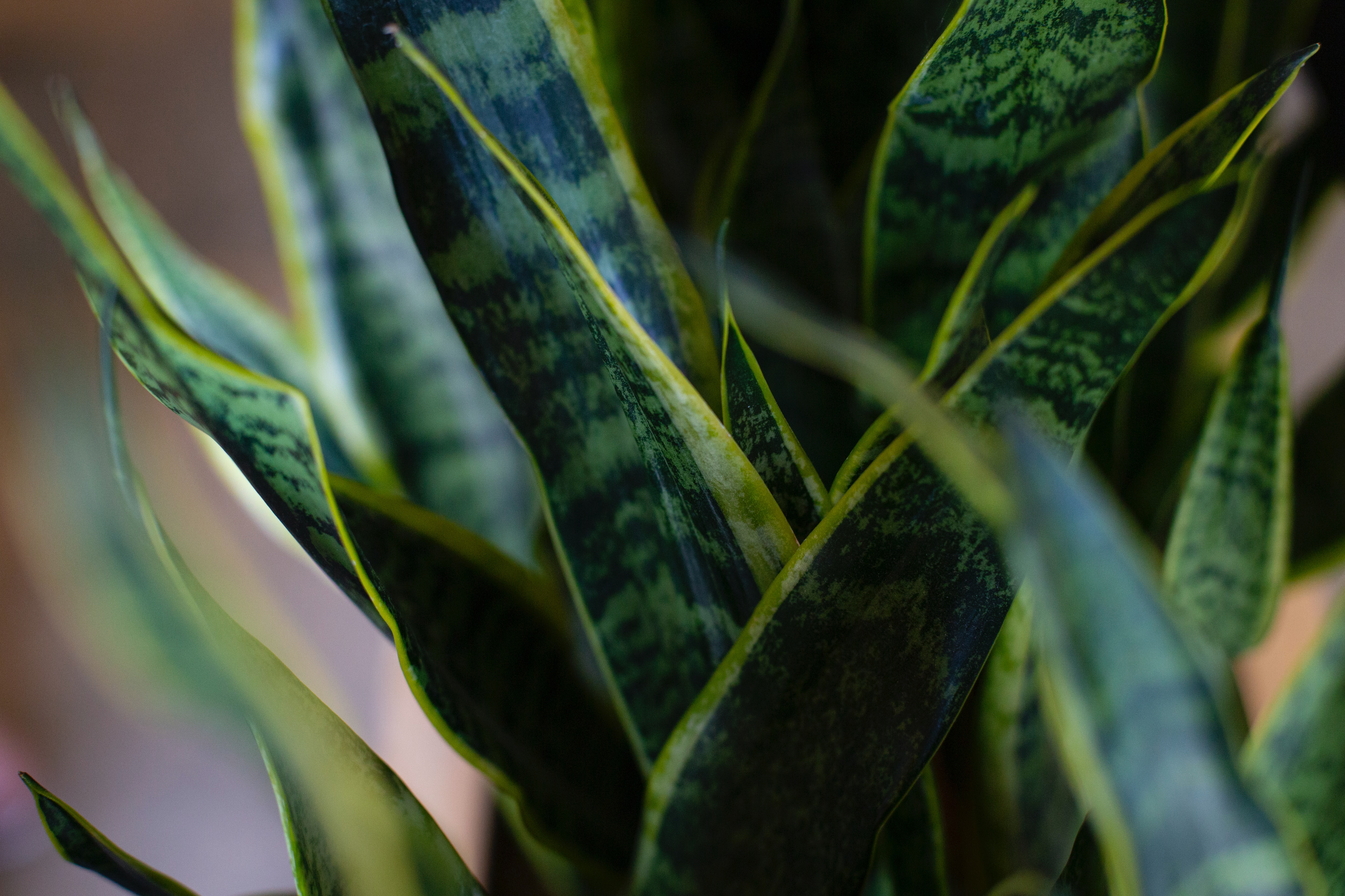 How To Clean Faux Plants