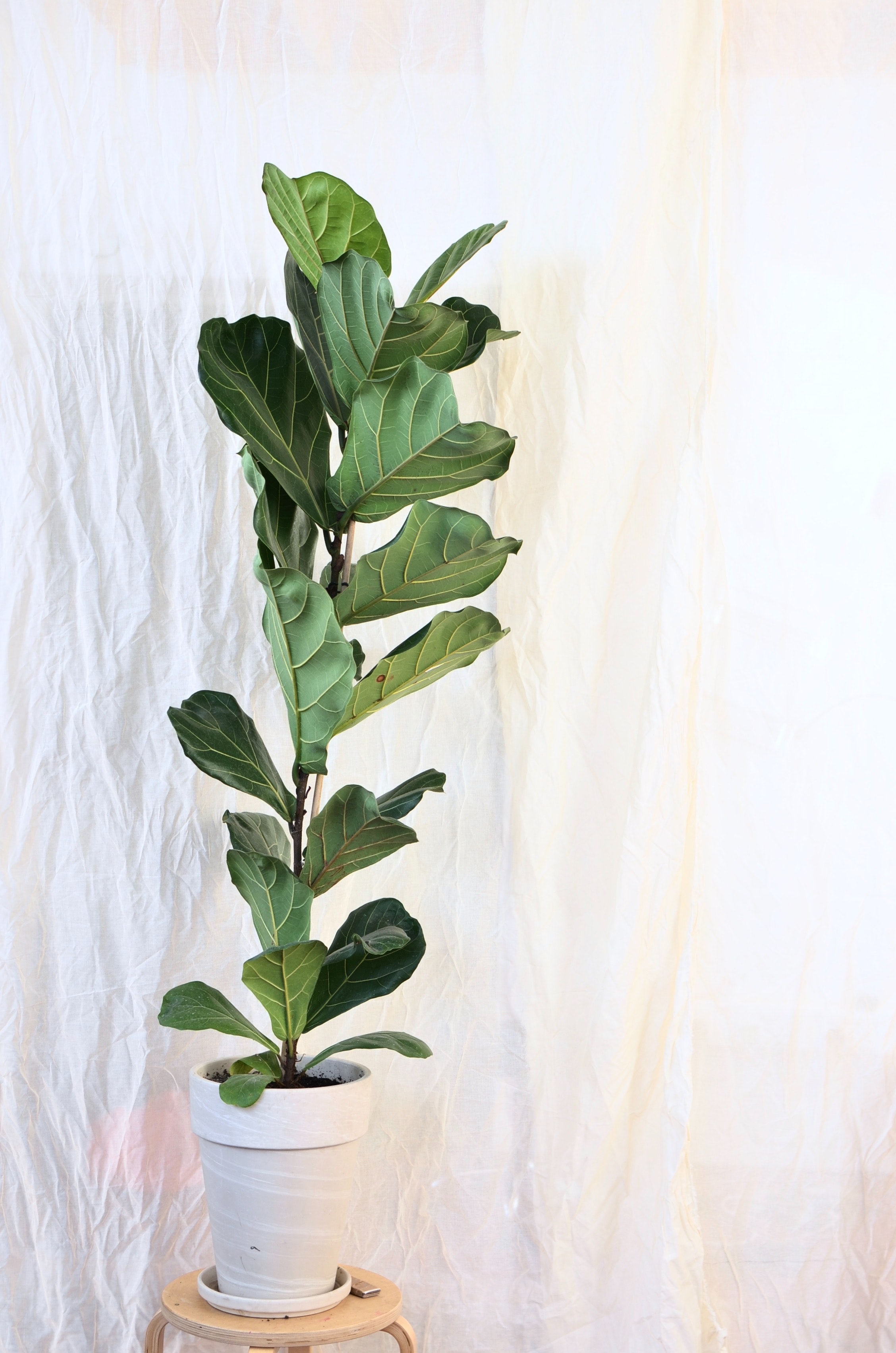 The Benefits of Faux Fiddle Leaf Fig Trees