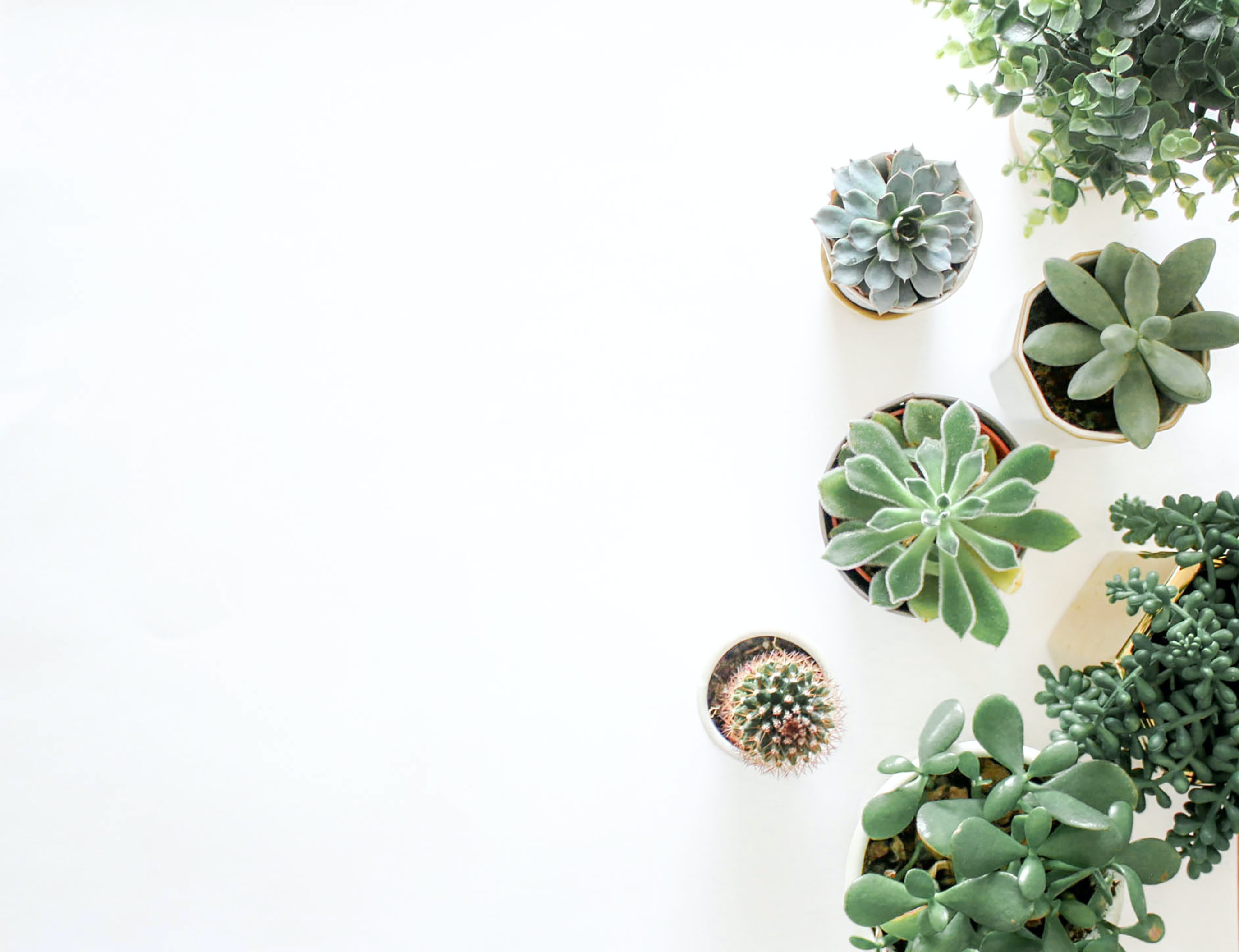 9 Ways to Decorate With Faux Succulents