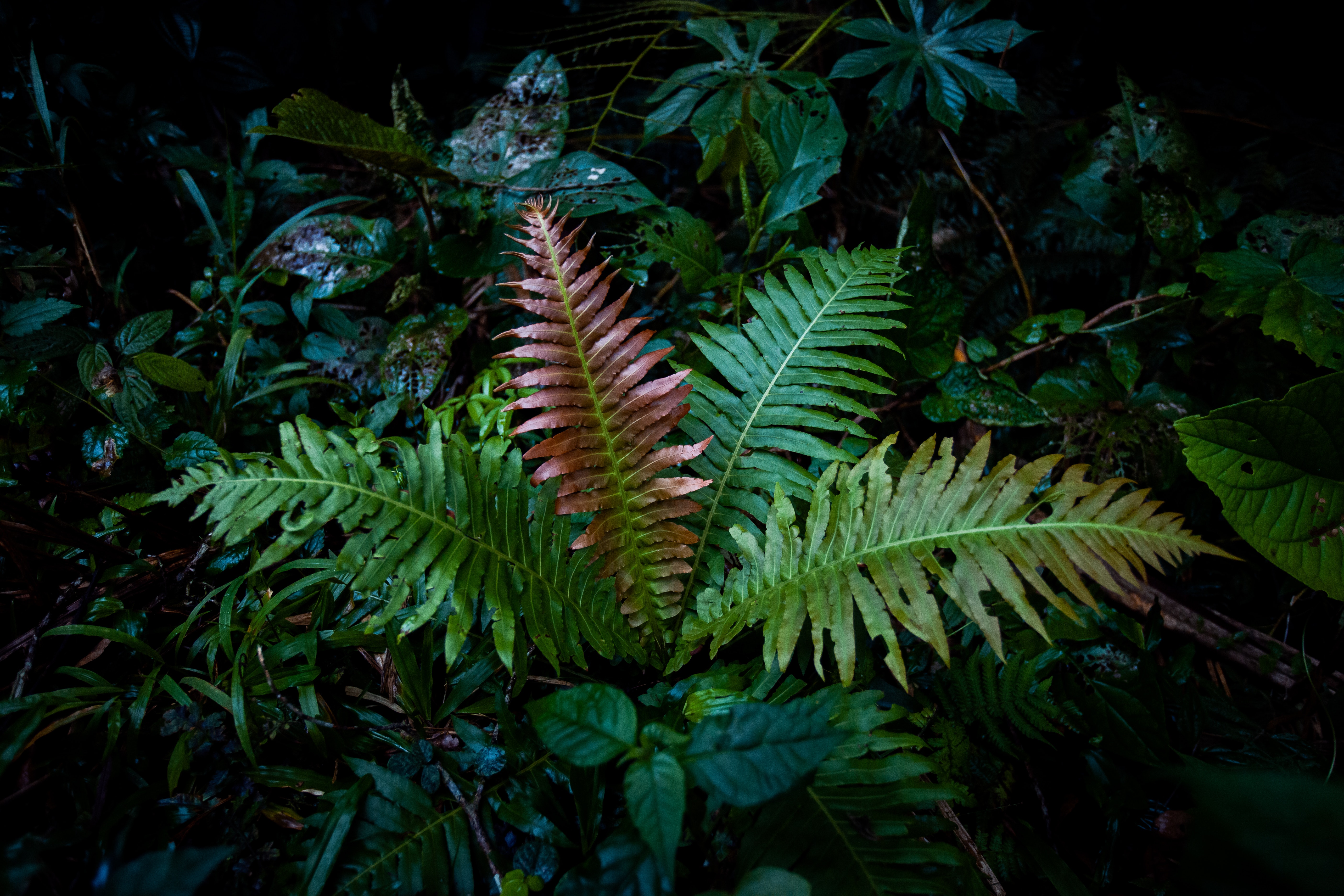 Artificial Plants for Low-Light Rooms