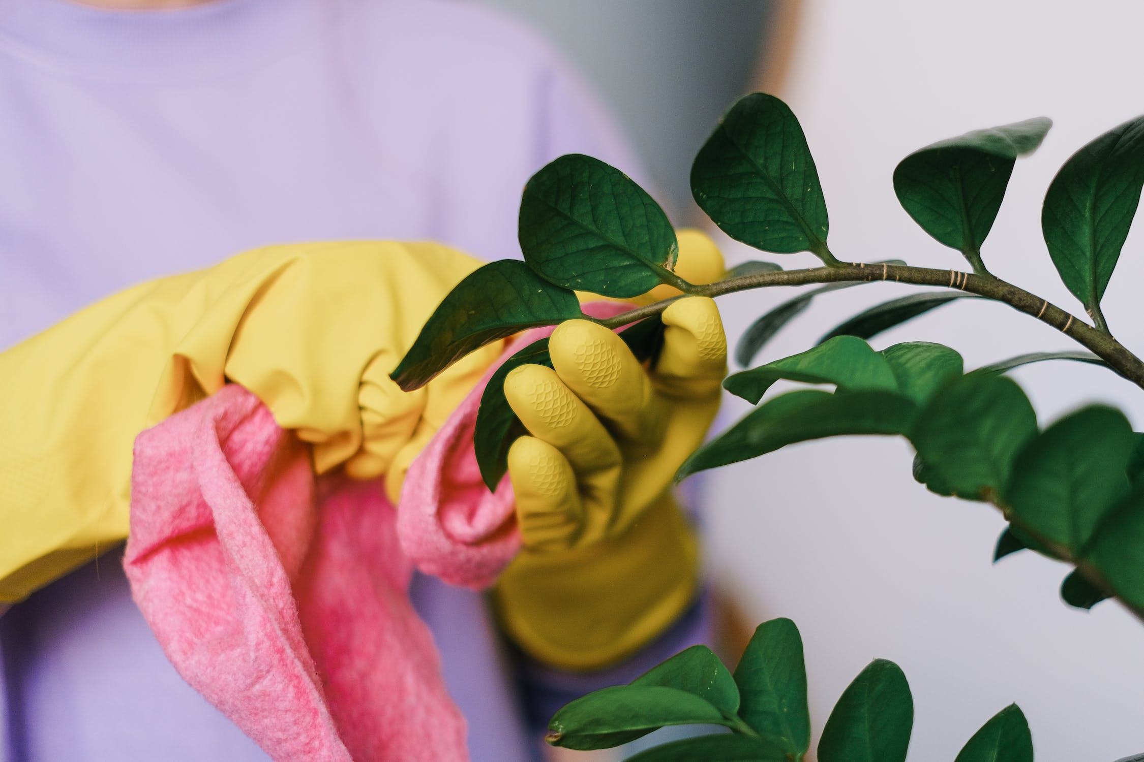 How To Keep Dust Off Artificial Plants