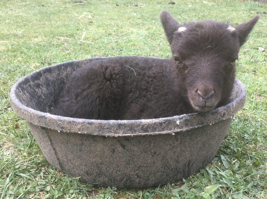 Bliss Butte Ranch lamb photograph 16