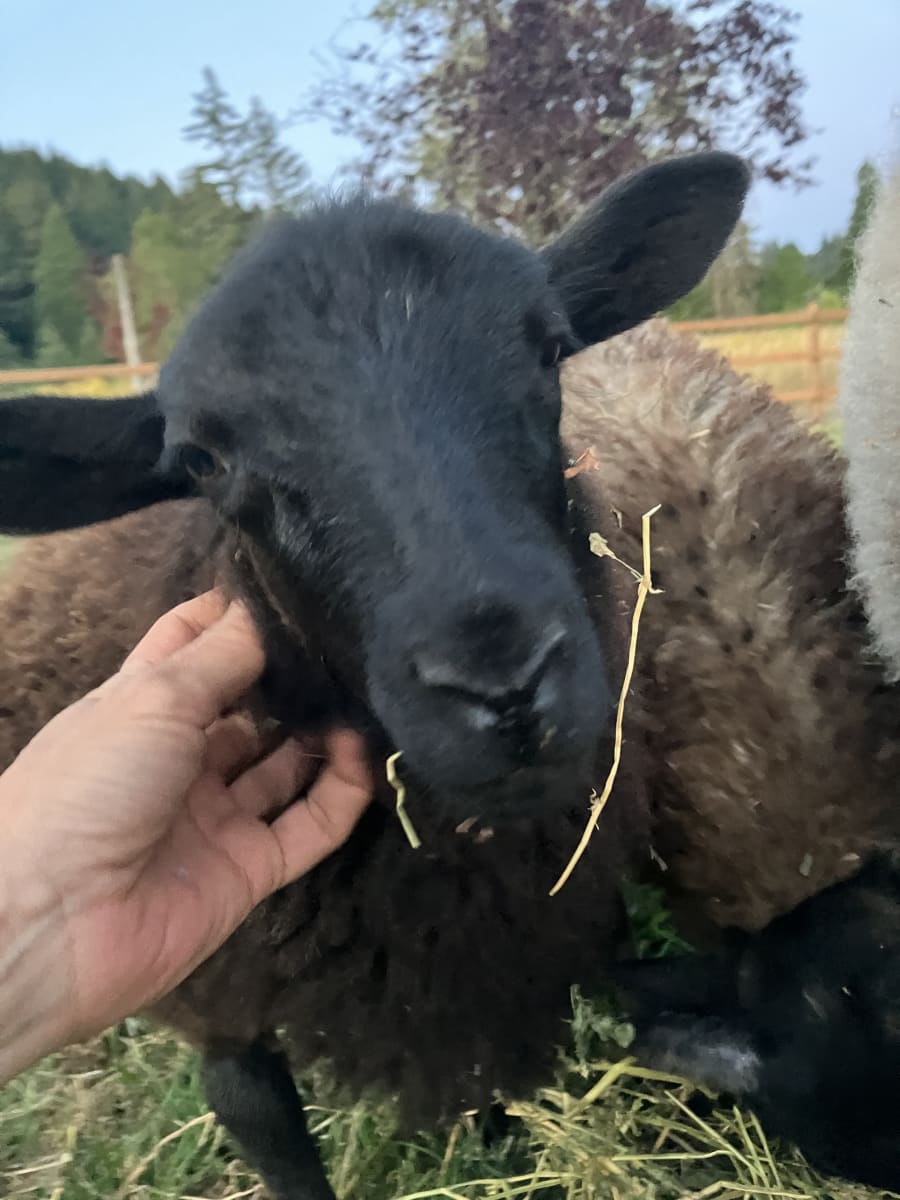 Bliss Butte Ranch lamb photograph 15