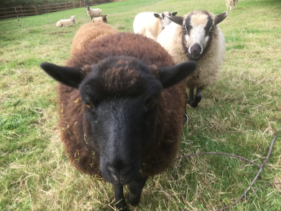 Bliss Butte Ranch lamb photograph 18