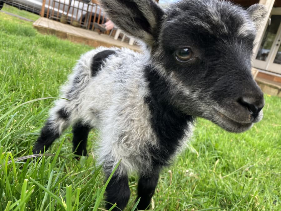 Bliss Butte Ranch lamb photograph 17