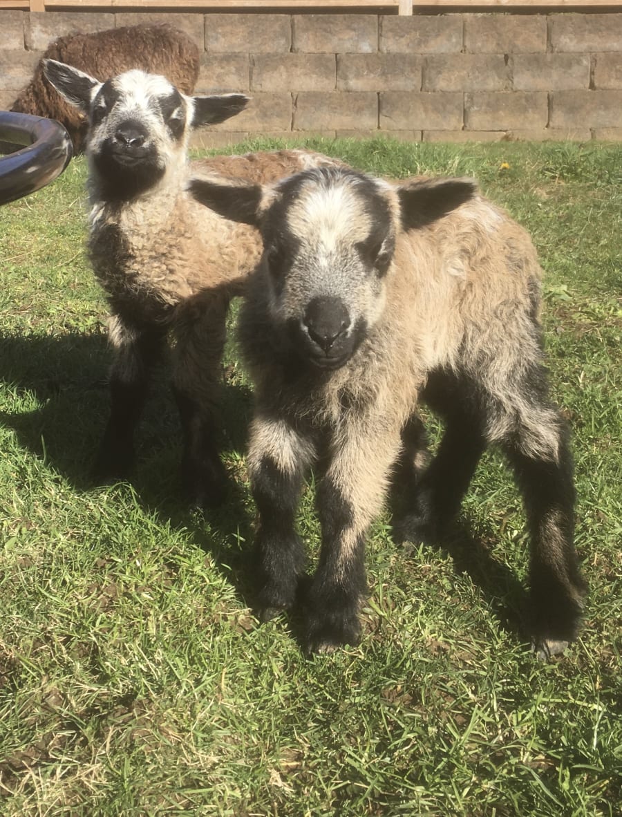 Bliss Butte Ranch lamb photograph 20