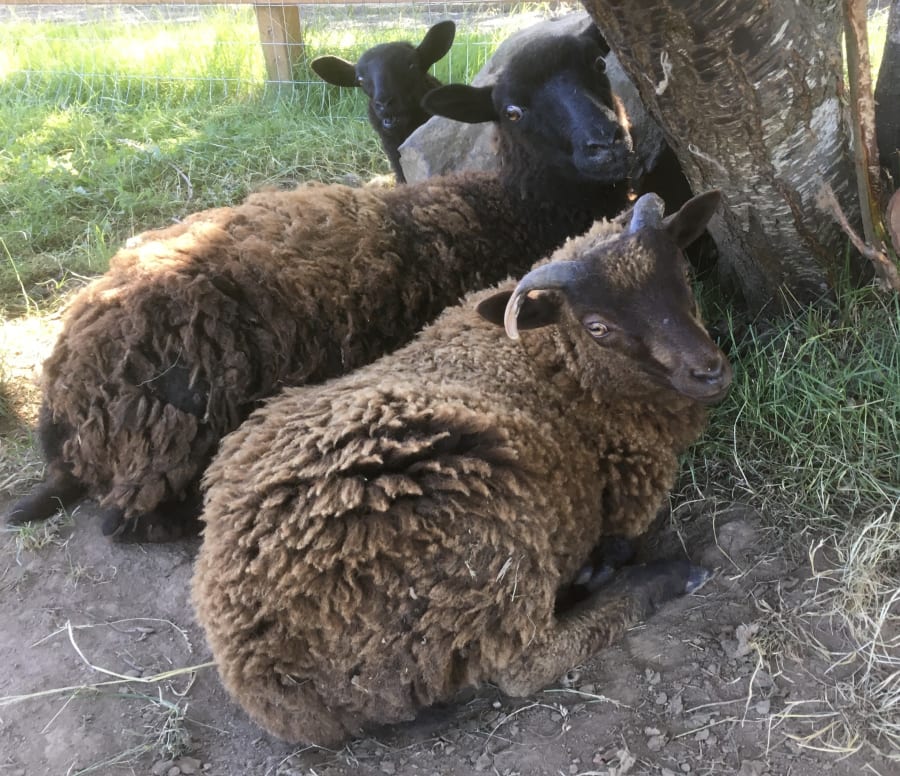 Bliss Butte Ranch lamb photograph 19