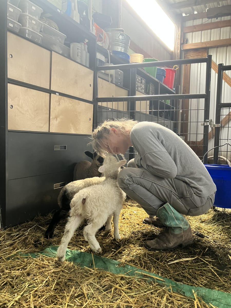 Bliss Butte Ranch lamb photograph 13