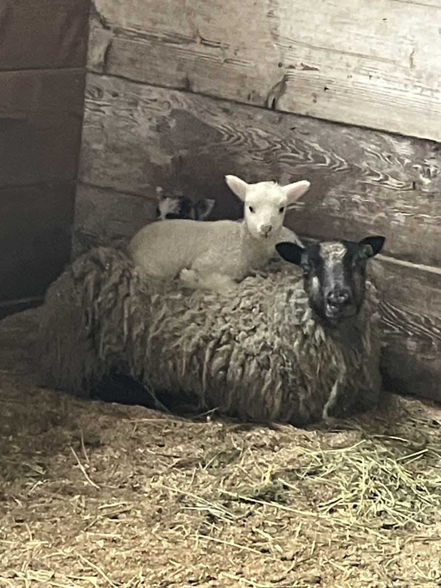 Bliss Butte Ranch lamb photograph 14