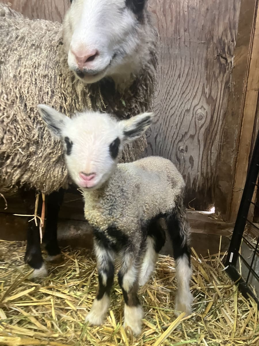 Bliss Butte Ranch lamb photograph 12