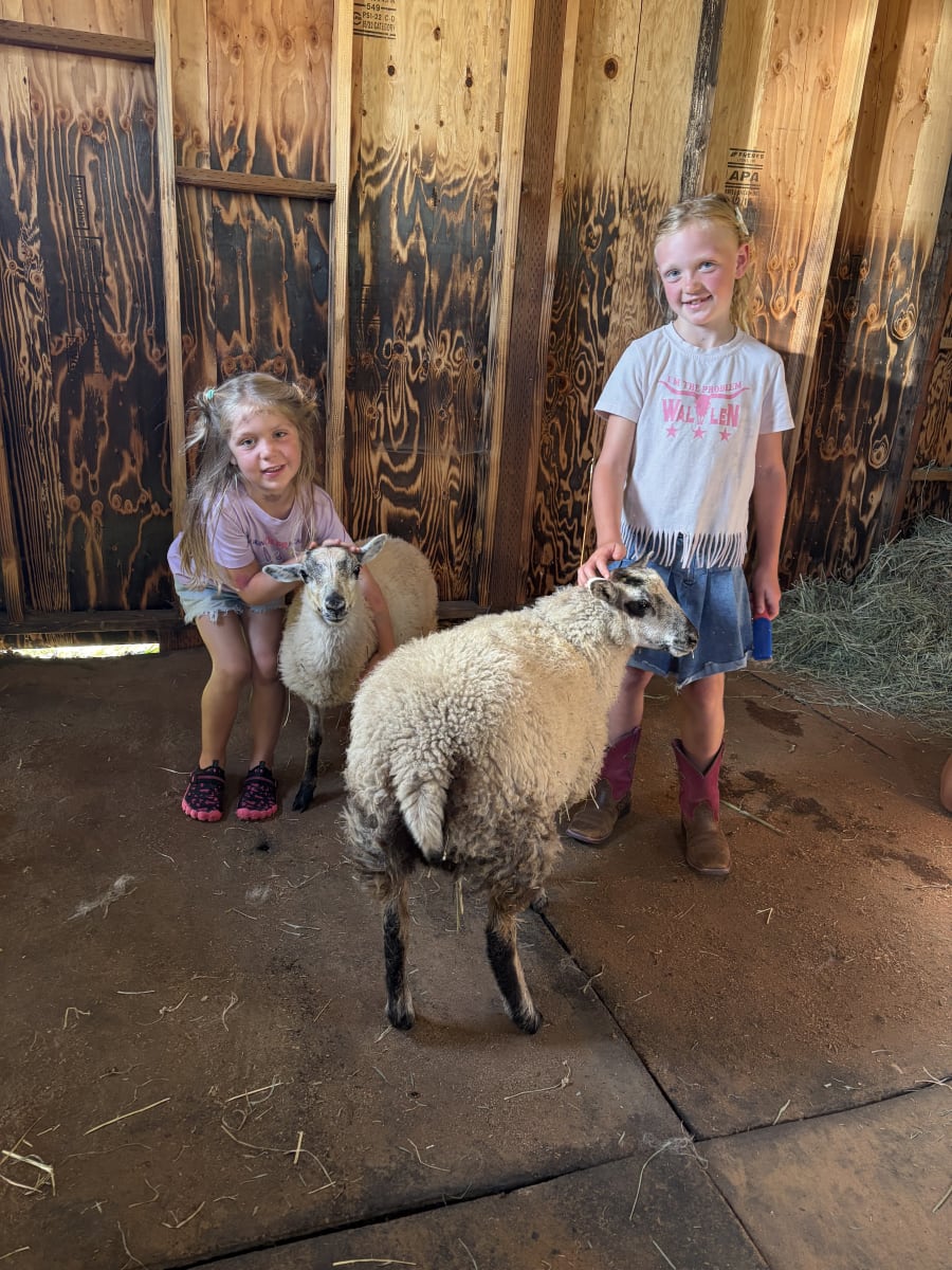 Bliss Butte Ranch lamb photograph 11