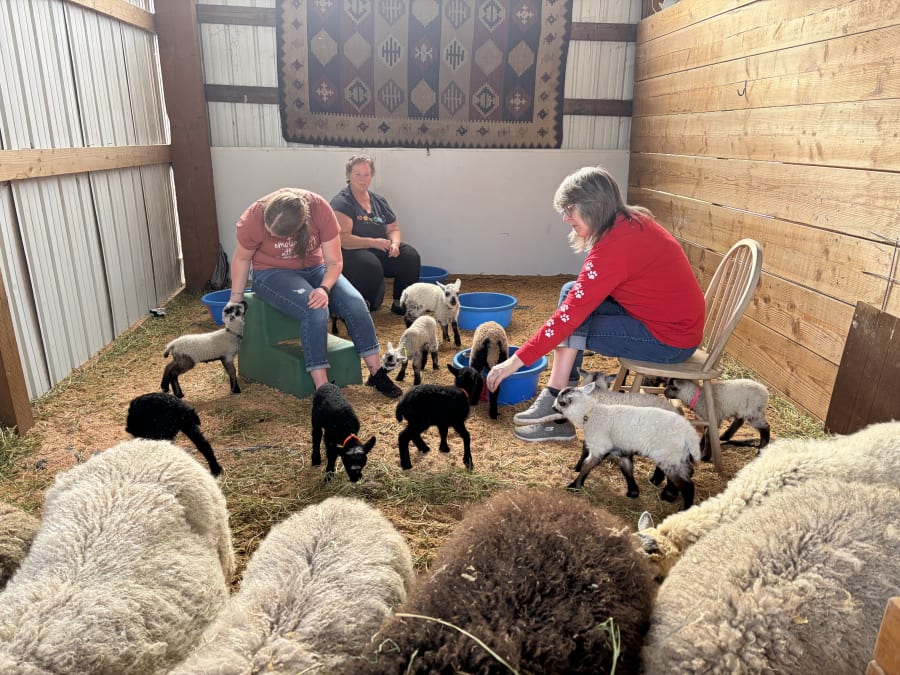 Bliss Butte Ranch lamb photograph 10
