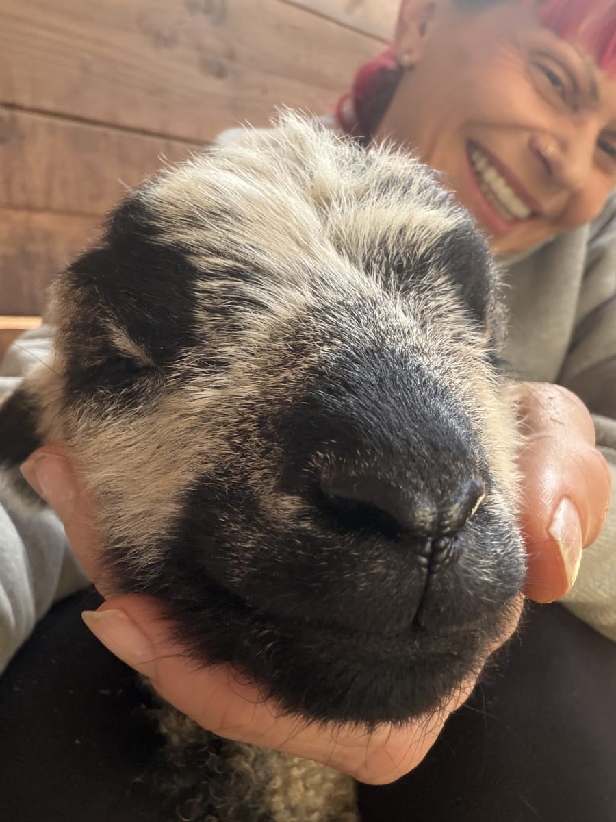 Bliss Butte Ranch lamb photograph 6