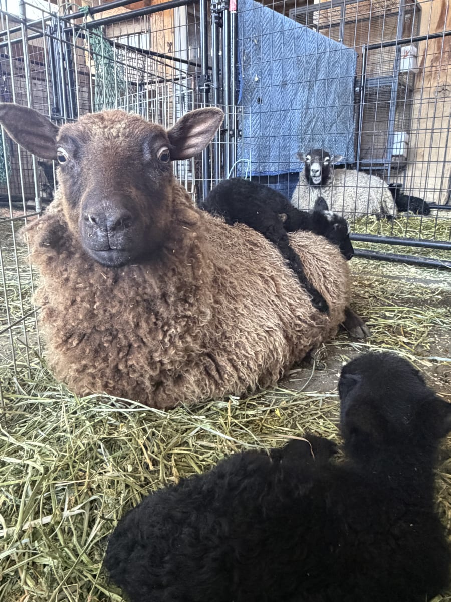 Bliss Butte Ranch lamb photograph 9