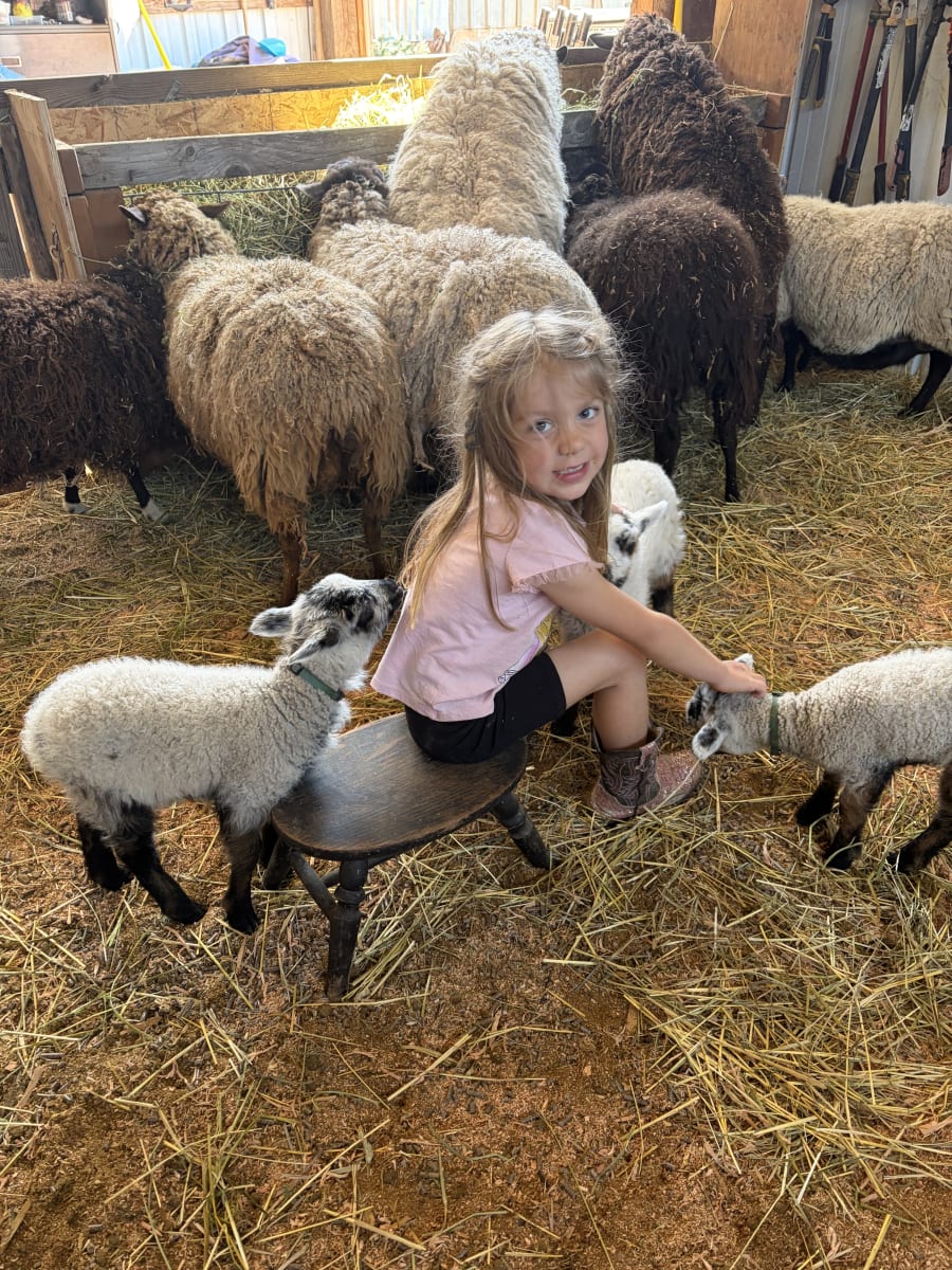 Bliss Butte Ranch lamb photograph 7