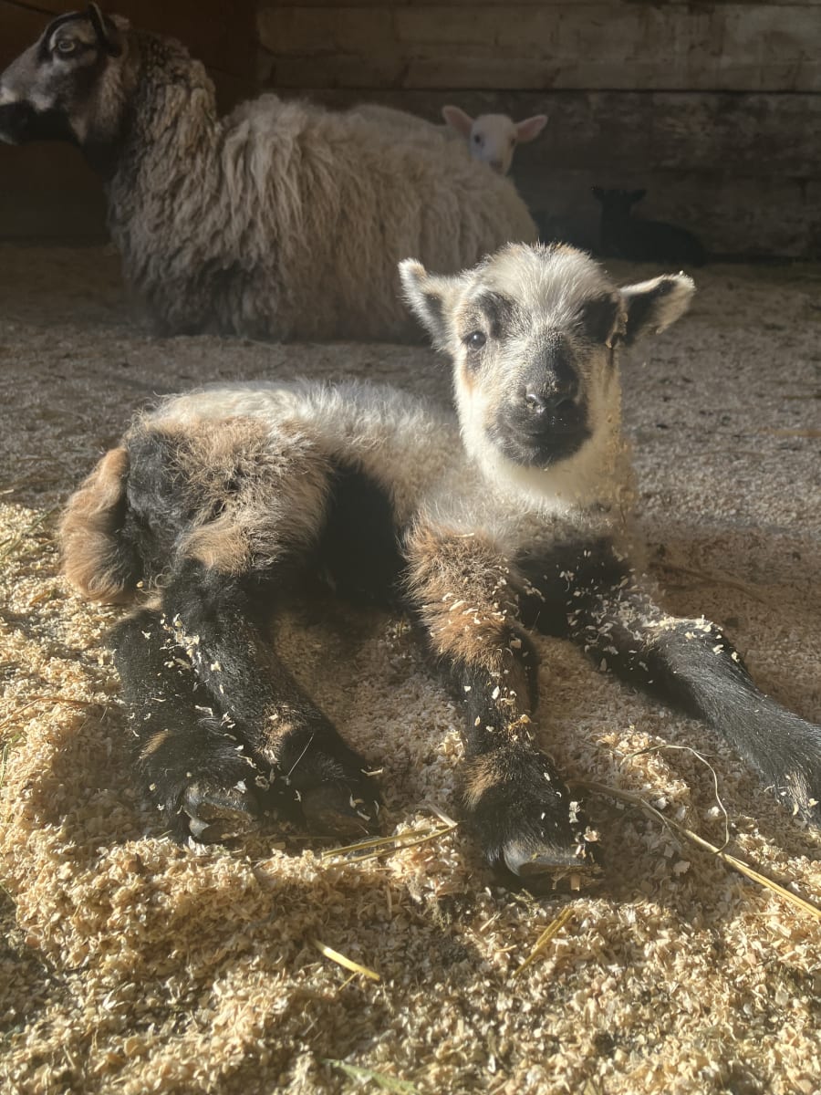 Bliss Butte Ranch lamb photograph 1