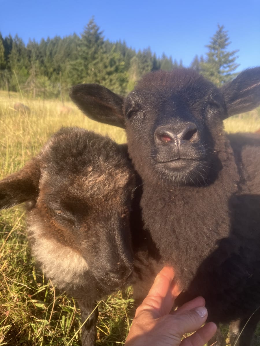Bliss Butte Ranch lamb photograph 2