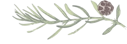 A sprig of rosemary