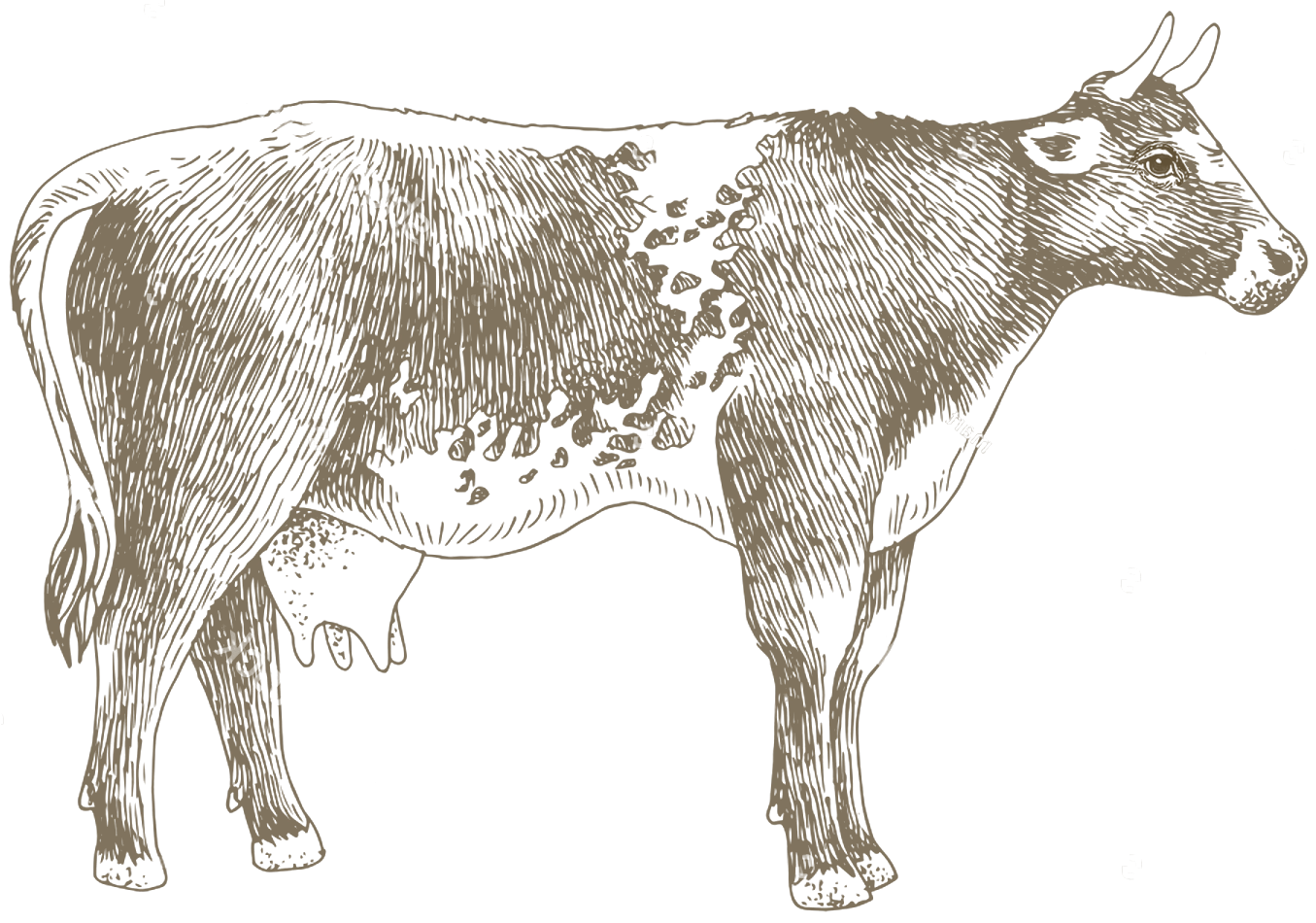 Oregon dairy cow in pasture