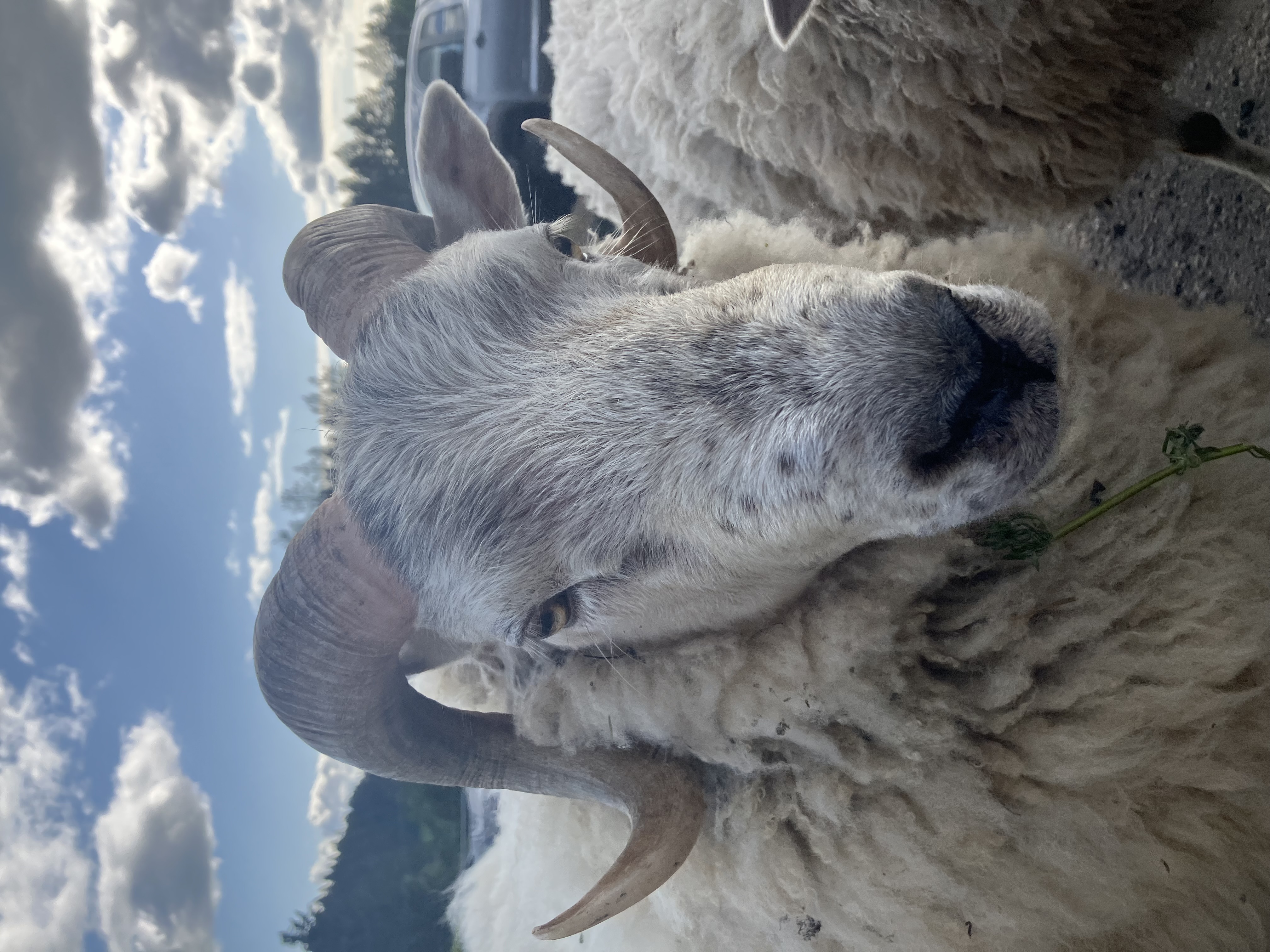 Gently Ram "Whitey"