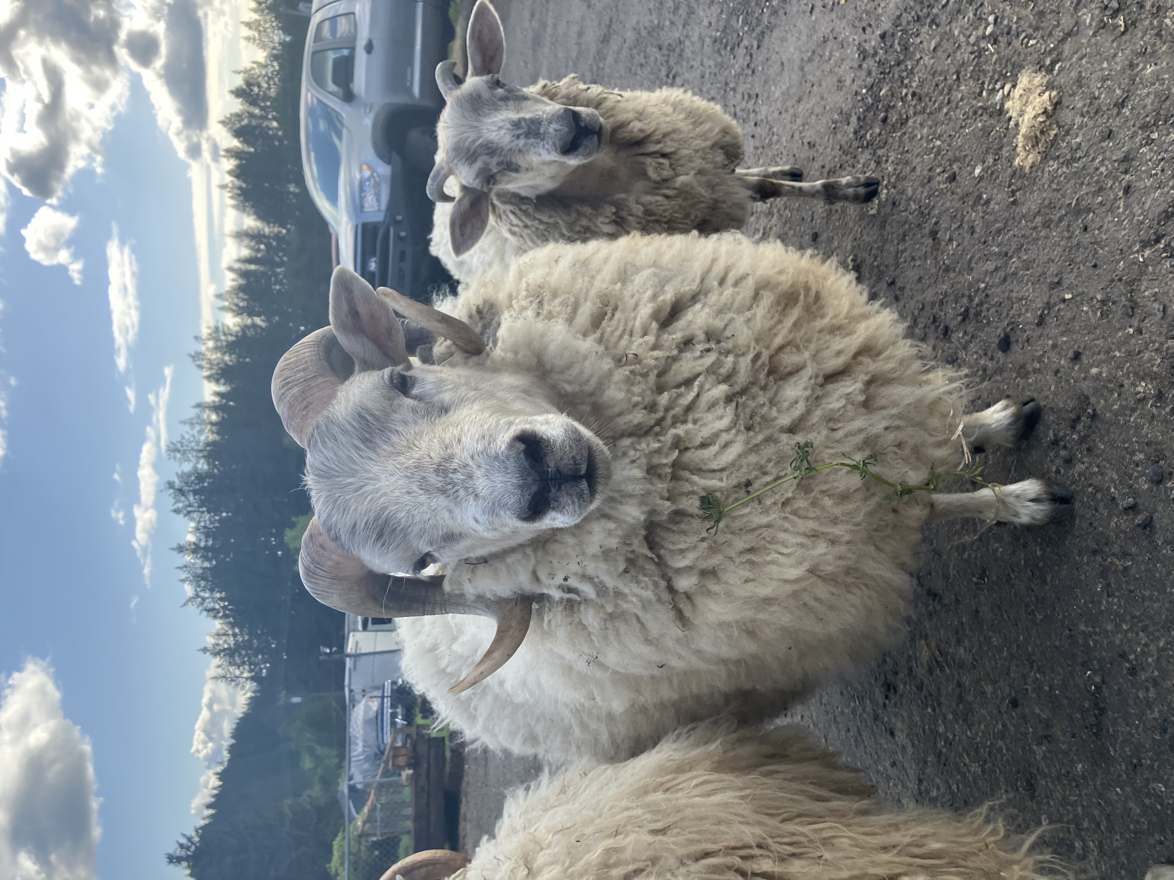 Gently Ram "Whitey" photo 1