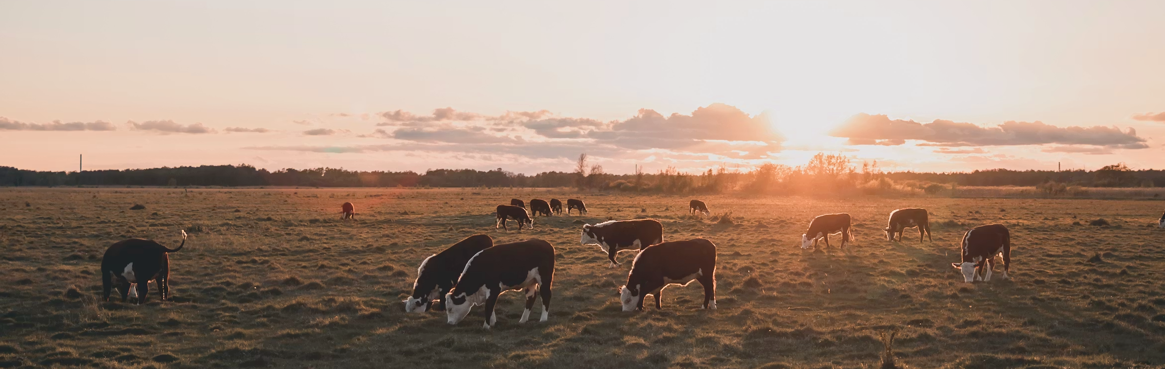 No. 14 — Holstein