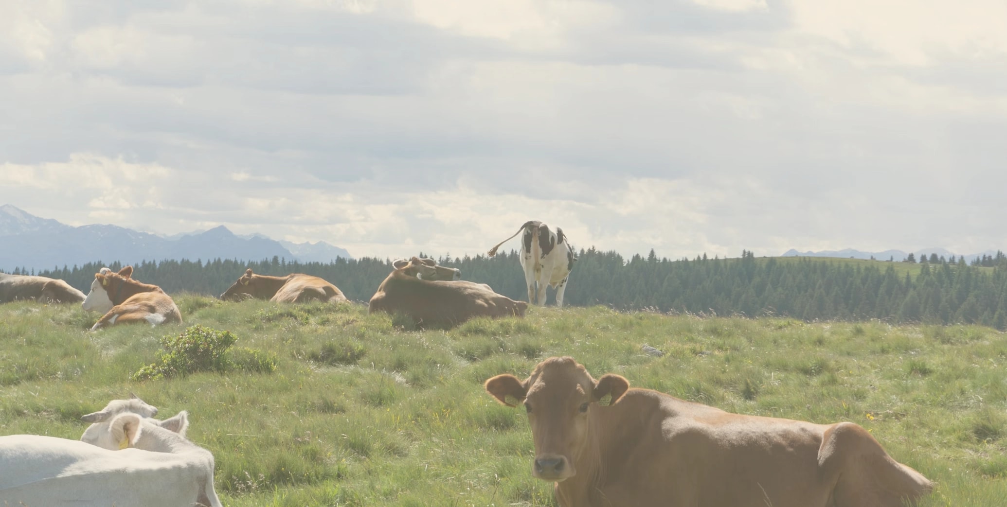 Serene Oregon farm landscape at sunset with a small herd of dairy cattle