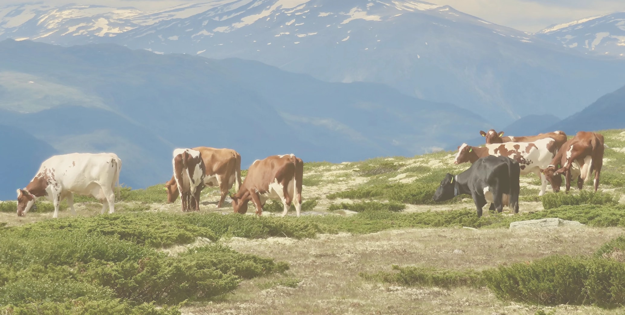 Assessing a dairy cow in an Oregon pasture at golden hour