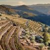 Quinta do Noval
