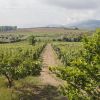 Private Tour - Discover Stellar Wineries