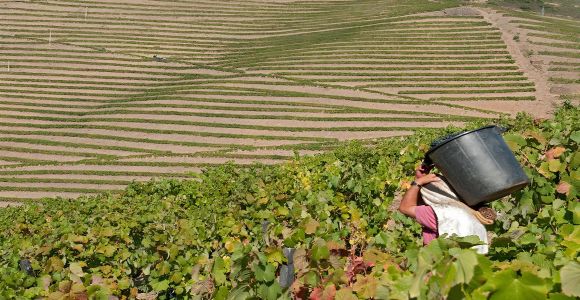 For many, Douro is no longer made of ouro (gold)