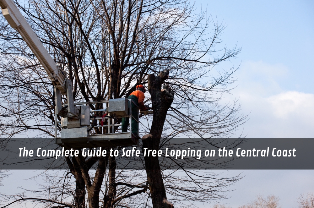 The Complete Guide to Safe Tree Lopping on the Central Coast | t2.world