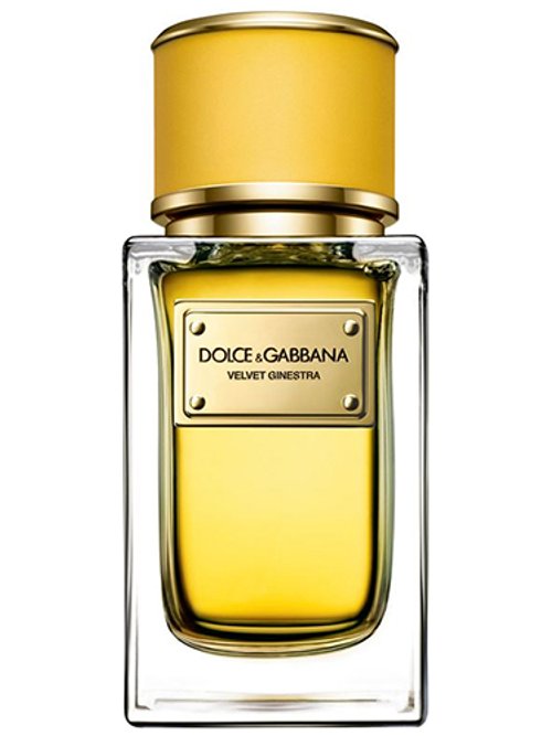 Velvet Ginestra by Dolce & Gabbana