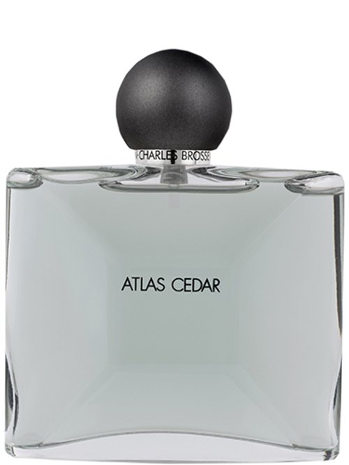Atlas Cedar by Jean-Charles Brosseau
