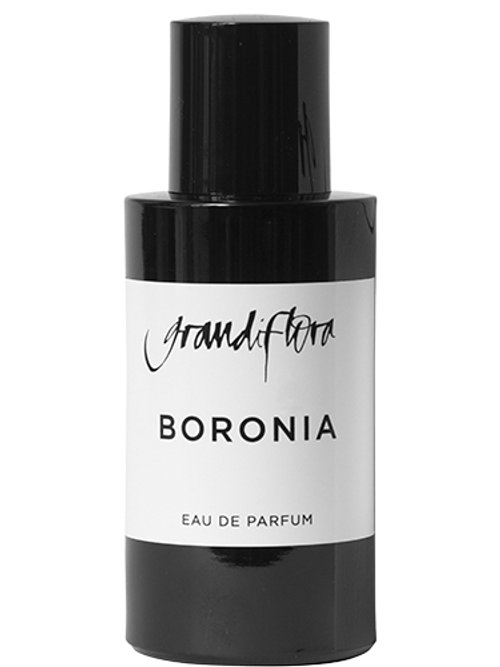 Boronia by Grandiflora