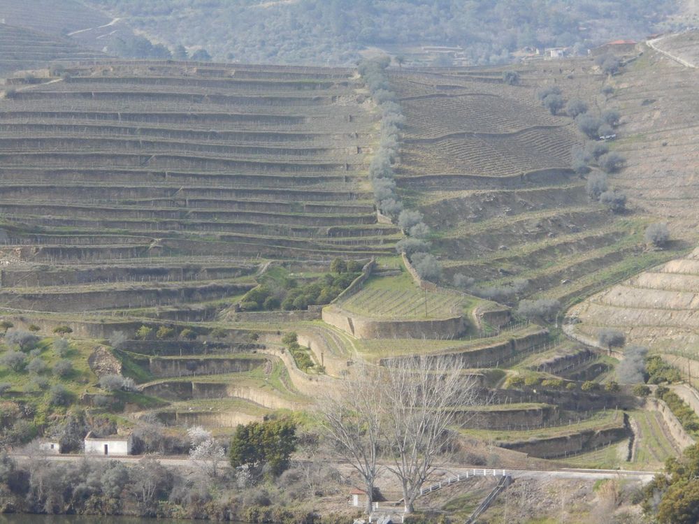 The Douro Valley: A Local's Guide to Portugal's Wine Country (from Porto) (2026)
